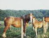 horses_fence