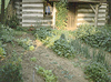 vegetable_garden