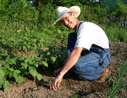 cultivating fresh produce garden