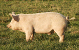 Pig on Pasture