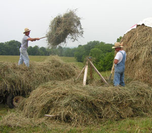 the_Jerrys_stacking_hay